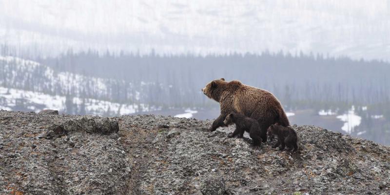 主机游戏与手游全攻略：从平台选择到进阶技巧一站式指南