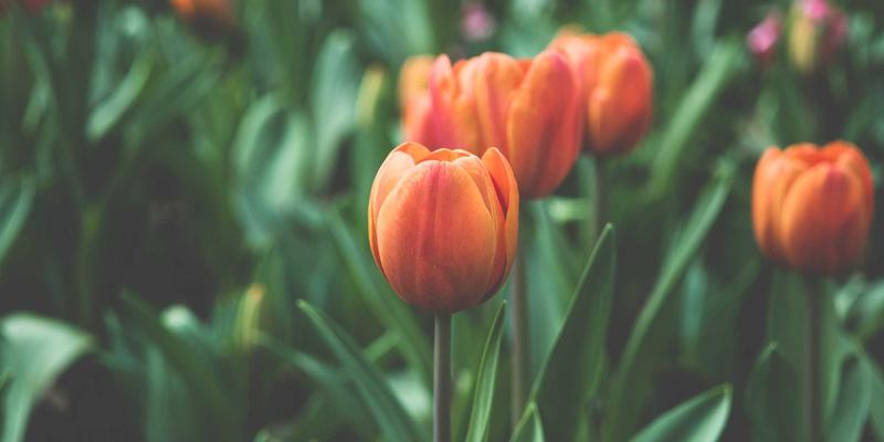 次世代主机性能压榨：PS5 Pro与Xbox精英版传闻深度解析，主机游戏与手游市场将如何演变？