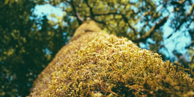 游戏攻略全解析：主机与PC双平台制胜指南