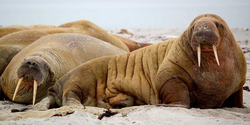 游戏资讯33：玩家社区、游戏攻略与手游生态的共生进化